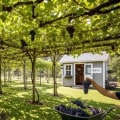 Transform Your Backyard with Grape Farming & Hardscape Design