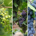 Understanding the Maturation Process of Grape Vines in Grape Farming