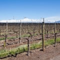 Understanding the Role of Pruning in Grape Farming