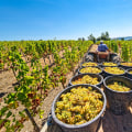 Exploring Effective Methods for Harvesting Grapes in Grape Farming