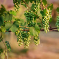 Understanding Grape Farming: Typical Yields and Factors Influencing Production