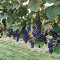 Understanding the Ideal Climate for Successful Grape Farming