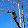 How Healthy Trees Benefit Grape Farming and When Removal Is Necessary