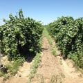 Effective Weed Control Strategies for Grape Farmers