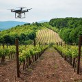 The Evolution of Grape Farming: How Technology is Transforming the Vineyard