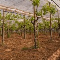 Navigating Crop Failures in Grape Farming: Strategies and Solutions