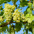 A Step-by-Step Guide to Planting Grape Vines for Successful Grape Farming