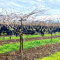 Understanding the Challenges Faced by Grape Farmers in the U.S.