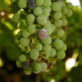 The Impact of Climate Change and Weather Patterns on Grape Farming