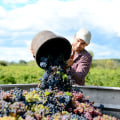 Effective Marketing Strategies for Grape Farmers: Selling Your Harvest
