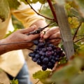 Navigating the Challenges of Small-Scale Grape Farming