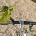 The Art and Science of Pruning Grape Vines: Techniques for Successful Grape Farming