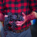 Exploring Traditional Wine-Making Techniques from Grapes