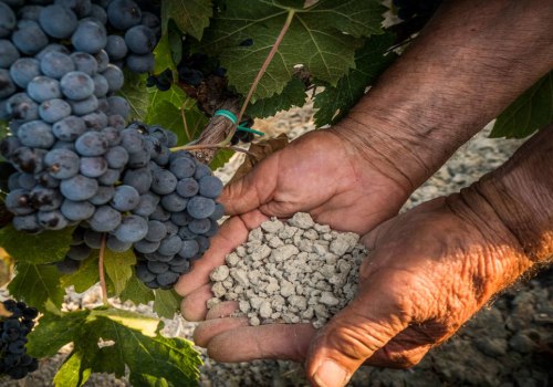 The Impact of Soil Quality on Grape Flavor and Wine Quality