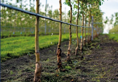 Essential Watering Practices for Successful Grape Farming