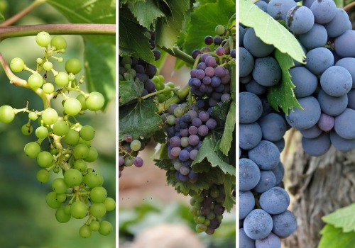 Understanding the Maturation Process of Grape Vines in Grape Farming