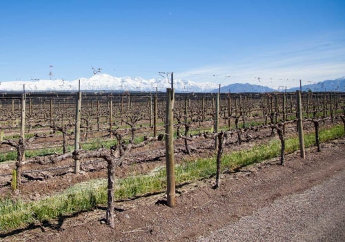 Understanding the Role of Pruning in Grape Farming