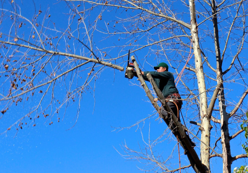 How Healthy Trees Benefit Grape Farming and When Removal Is Necessary