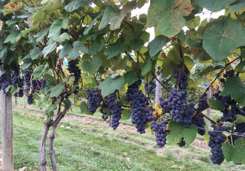 Navigating Regulations and Certifications for Grape Farming in the U.S.