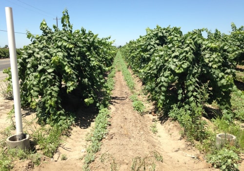 Effective Weed Control Strategies for Grape Farmers