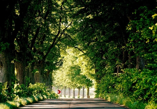 Enhance Grape Farming with Expert Tree Services