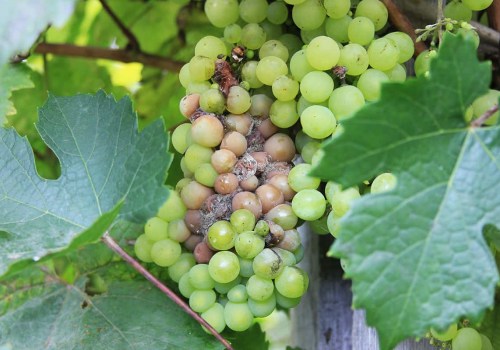 Understanding Common Pests and Diseases in Grape Farming