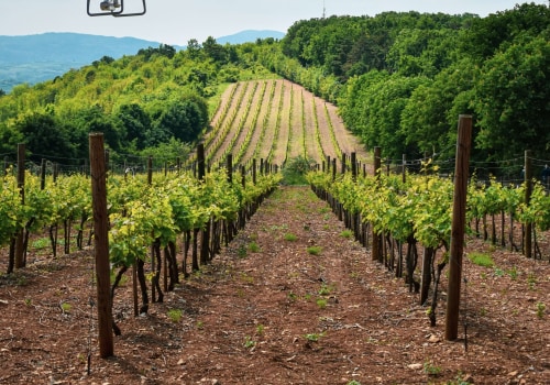 The Evolution of Grape Farming: How Technology is Transforming the Vineyard