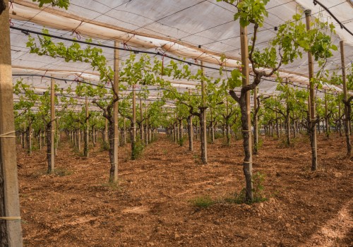 Navigating Crop Failures in Grape Farming: Strategies and Solutions