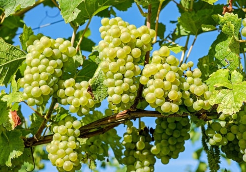 A Step-by-Step Guide to Planting Grape Vines for Successful Grape Farming