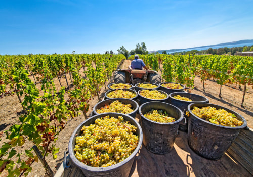 Essential Practices for Storing Grapes After Harvest