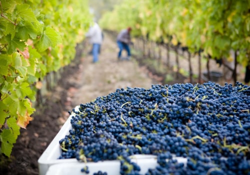 Understanding the Lifespan of Grape Vines in Grape Farming