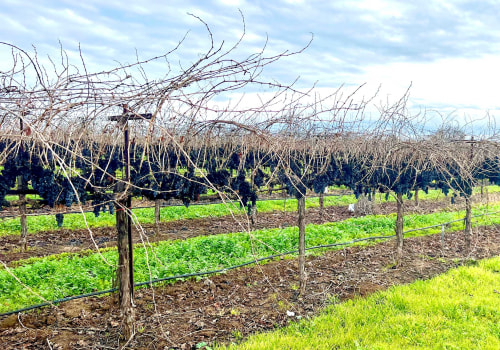 Understanding the Challenges Faced by Grape Farmers in the U.S.