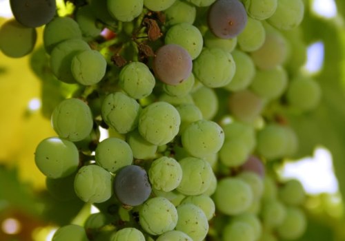 The Impact of Climate Change and Weather Patterns on Grape Farming