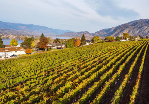 The Art and Science of Grape Harvesting: A Deep Dive into Grape Farming Practices