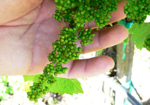 Essential Fertilizers for Successful Grape Farming