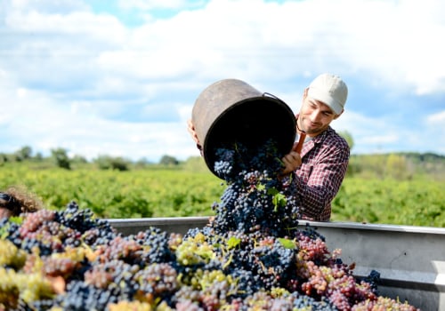 Effective Marketing Strategies for Grape Farmers: Selling Your Harvest