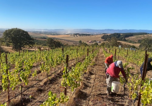 Exploring America's Top Wine Regions for Grape Farming