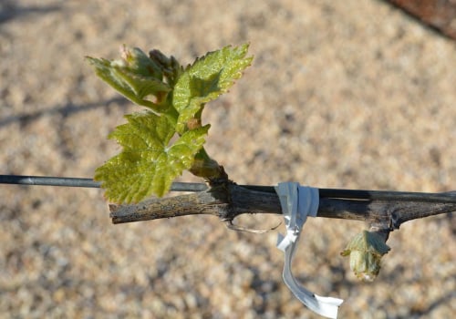 The Art and Science of Pruning Grape Vines: Techniques for Successful Grape Farming